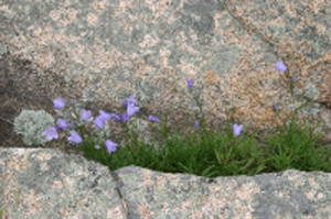 Flowers in rocks 1